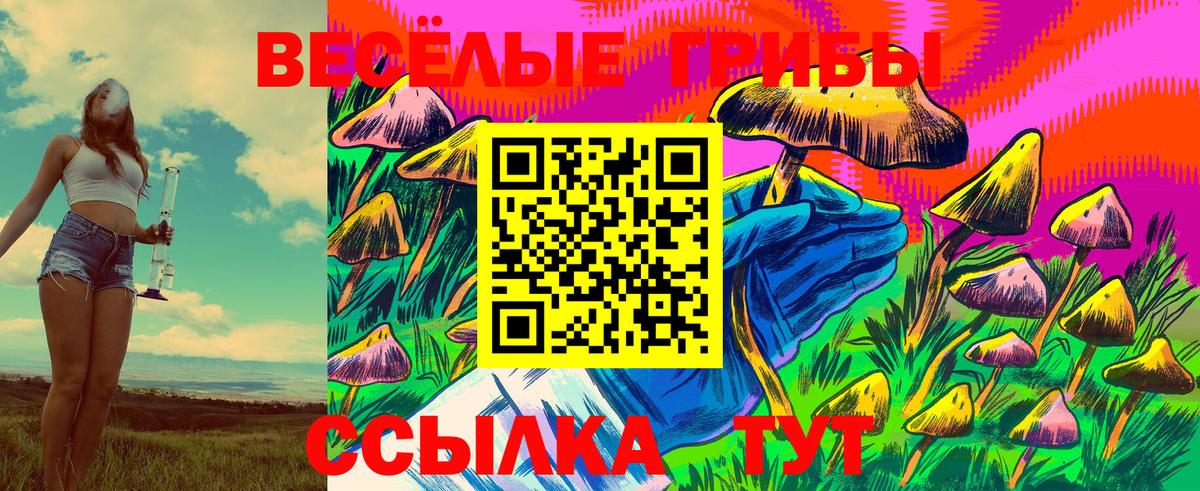 Псилоцибиновые грибы Psilocybe  Ленинск-Кузнецкий 